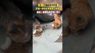 一只猫能有多护食？网友：黄猫不搏一把吗？