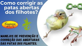 Como prevenir e corrigir patas abertas dos filhotes de canário.