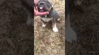 Michelle’s pocket bully female at 8 weeks old ready to come home