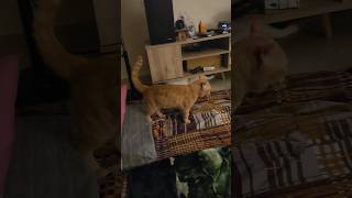 #catcomedy😹😹#trending#video#viral#11/6/24#shorts