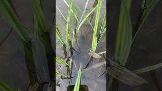 American toads laying eggs Part 2  Tadpoles Four species of frogs also lay their eggs here