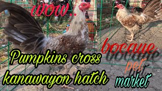 wow pumpkins cross kanawayon hatch, bocaue pet market