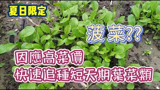 [夏日限定]04_7 缺菜??空間調整一下 馬上多了10幾道菜