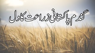 Wheat | Pakistan Staple Food | Wheat Documentary | PKNC-CNU | University of Agriculture