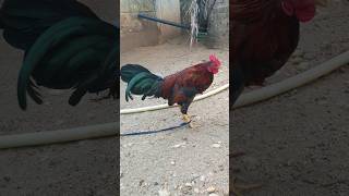 இது சிறுவிடை🐓சேவல்லா? | Siruvidai | Farming | #tamil #shorts #viral #farm #farming #rooster #seval