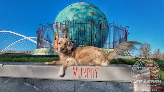 Murphy 1 Year Old Mini Golden Retriever | Best Trained Dogs of OR | Portland Offleash K9 Training