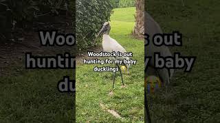 Woodstock on the hunt for baby ducklings #shorts #birds #nature #wildlife #scary #youtubeshorts