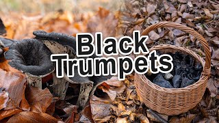 Black Trumpets Mushroom Hunting - Black chanterelle | Horn of plenty | Craterellus cornucopioides