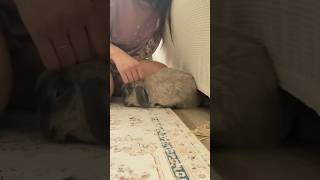 my little loaf loves his pets 🐰🍞 #shorts #bunny #rabbit