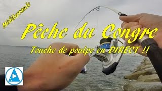 Comment pêcher le congre + Ferrage poulpe en direct