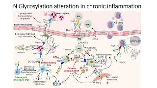 N-Glycosylation alteration in innate immune cells during chronic inflammation #Code: 529