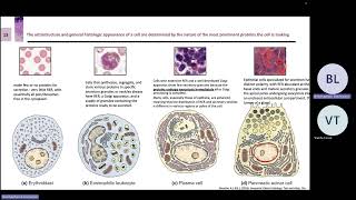 Histo 9 August BE 2567