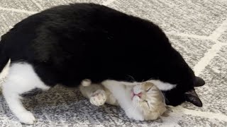 Kitten Vs Cat