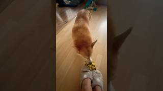 My Corgi: Fav Game of Pulling Out the Ball He Puts Under My Slippers 🦊🧡🥎😃😍🥰