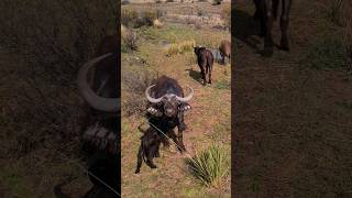 Cape Buffalo protecting its calf!   #hunting #capebuffalo #huntingsouthafrica huntin #biggamehunter