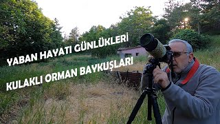 Yaban Hayatı Günlükleri | Bölüm 1 | Kulaklı Orman Baykuşu