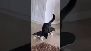 Black cat skating.. #cats #cat #cute #catphoto #cutecat #catstagram #kitten #funny #catsoftheday