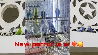 Full vlog 😍    New parrot le ai ❤️‍🔥#pigeonbaz #pigeonbaz #bird #kabootar