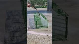 Washing the cages #animals #birds #love #viral #goldfinch #wildlife #nature #parrot #rock #metallica