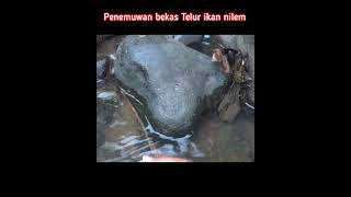 penemuwan Telur ikan nilem bekas mijah #mijahikannilem#sungaicitanduy#shortvideo #shorts #short