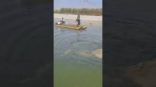 Накрыл огромную рыбину кастинговой сетью / Caught a huge fish with a casting net