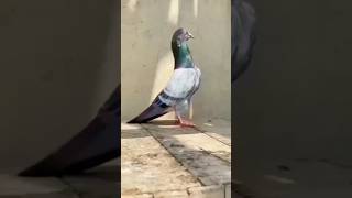 Heavy Bloodline Pigeon||#foryou #foryou #foryou #foryou #foryou #foryou #foryou #foryou #foryou