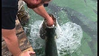 Tarpon Feeding Robbie's Marina Islamorada (Almost Lost a Hand)