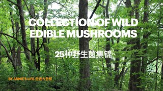 Why do we eat wild edible mushrooms? What benefits do we get?  Mushroom identification and pictures