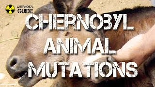 Chernobyl Animal Mutations - pictures of Mutated Animals in the Chernobyl Zone