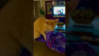 Cat makes the weirdest sounds! #cat #weird #biscuit #bake