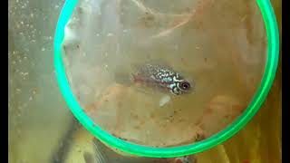 White Kamfa flowerhorn fry