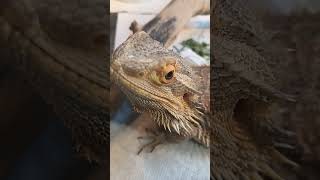 Adorable Bearded Dragon!