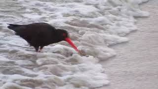 Sooty Oystercatcher probing for marine worms by Teo Lee Wei & K