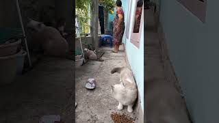 Kucing Makan Dan Bermain Riang #shorts