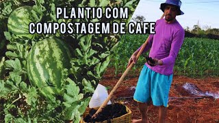 Plantio da melancia com compostagem de café.