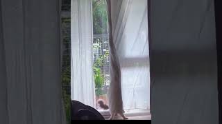 Sleepy and funny 😂 Vidz53 #funnyanimals #cats #kitten #funnycats  cute cats 2024 funny cats 2024