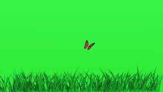 Green Screen butterflies flying over grass