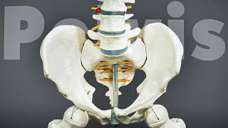 The Last Pelvis Video You'll Ever Need