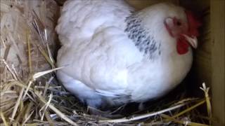 La Gallina Sussex Poniendo un Huevo 25 -01-2017