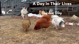 Daily Life Vlog Of The Homestead Hens | Free Range Chickens & Bun