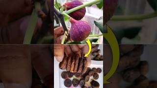 Figs Fruiting Journey At Roof Garden #shorts #gardening #figfruiting #ytshorts