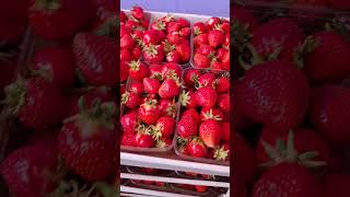 Спец. заказ для  сети ресторанов Петербурга  #strawberry #клубника #ресторан #лето