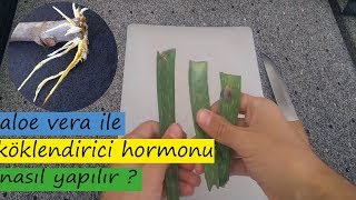 Organik Köklendirme Jeli Nasıl Yapılır (Aloe Vera)