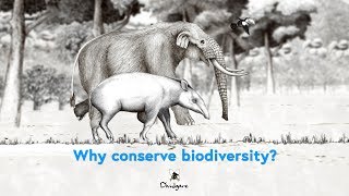 Why conserve biodiversity?