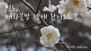 띵동, 매화꽃밭 택배 왔어요! 소담한 매화나무 군락지 [시골생활 브이로그]