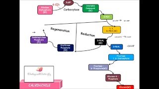 Calvin Cycle /C3 Pathway