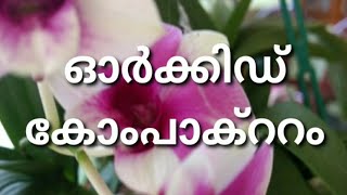 How to grow and care Dendrobium Compactum Orchid | ഡൻഡ്രോബിയം കോംപാക്ററം ഓർക്കിഡ് എങ്ങനെ വളർത്താം