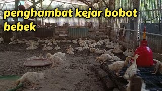 trik mudah supaya bobot bebek maximal