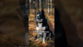 Learn more about Karelian Bear Dogs #loyal #protective #