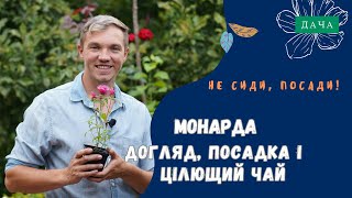 Як Правильно Доглядати та Вирощувати Монарду? Готуємо Цілющий Чай із Монарди.